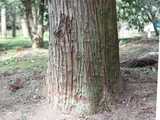 Sugi