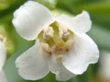 海滨珍珠菜