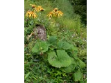 Ligularia dentata