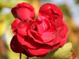 Rose 'Niccolo Paganini'