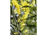 Acacia dealbata