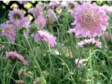 Scabiosa japonica
