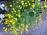 Pentzia grandiflora