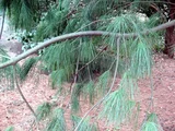 Pinus armandii