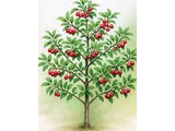 Malus toringo