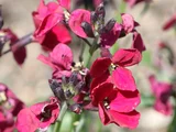 Wall flower