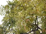 红楠