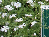 Gypsophila