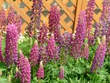 Lupinus polyphyllus
