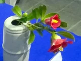Camellia 'minato-no-akebono'