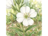 Tsukimisou