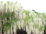 Japanese wisteria