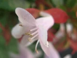 粉花六道木