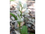 Silver orchid