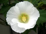 醉芙蓉