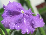 Tecomabrunfersia paukikhlora 'excimer'
