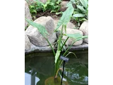 马达加斯加巨水芋