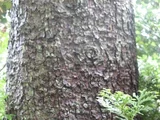 Picea torano