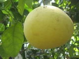 Grapefruit