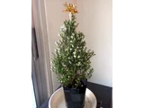 スズランエリカ