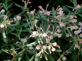 Andromeda polifolia
