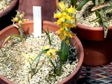 Lachenalia mathewsii