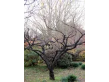 Weeping plum