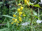 Corchorus olitorius
