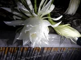曇花