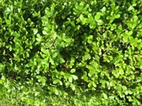 Quercus phillyraeoides