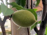照手桃
