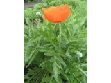 Oriental poppy