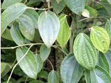Black pepper