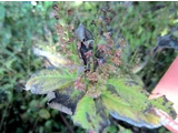 Collinsonia japonica