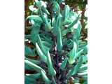 Jade vine