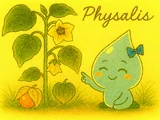 Physalis angulata