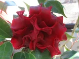 山茶花 '黑魔术'