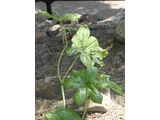 Podophyllum pleianthum