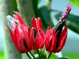 Pavonia intermedia