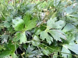 Japanese Buttercup