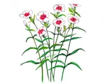 Dianthus chinensis(Sekichiku)