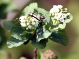 Spiraea dasyantha