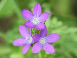 穿叶异檐花