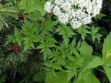 Angelica polymorpha