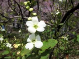 pearlbush, common pearlbush