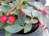 Checkerberry