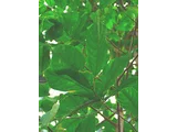 Antiaris toxicaria