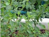 Salvia microfila 'Pink brush'
