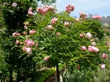 薔薇 "粉色母亲节"