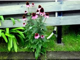 Echinacea purpurea